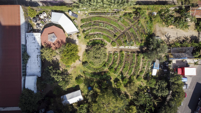 Urban Gardens Offer Hope in the Fight Against Climate Change and Biodiversity Loss